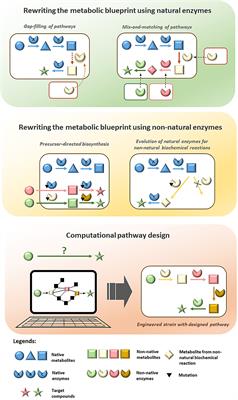 Rewriting the Metabolic Blueprint: Advances in Pathway Diversification in Microorganisms